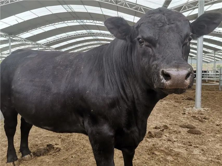 宁夏做大做强优势产业,隆德县杨河乡串河村