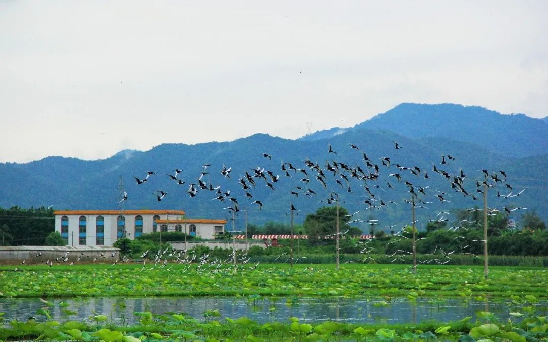 长寿村的秘密原视频,世界长寿乡梅州市蕉岭县