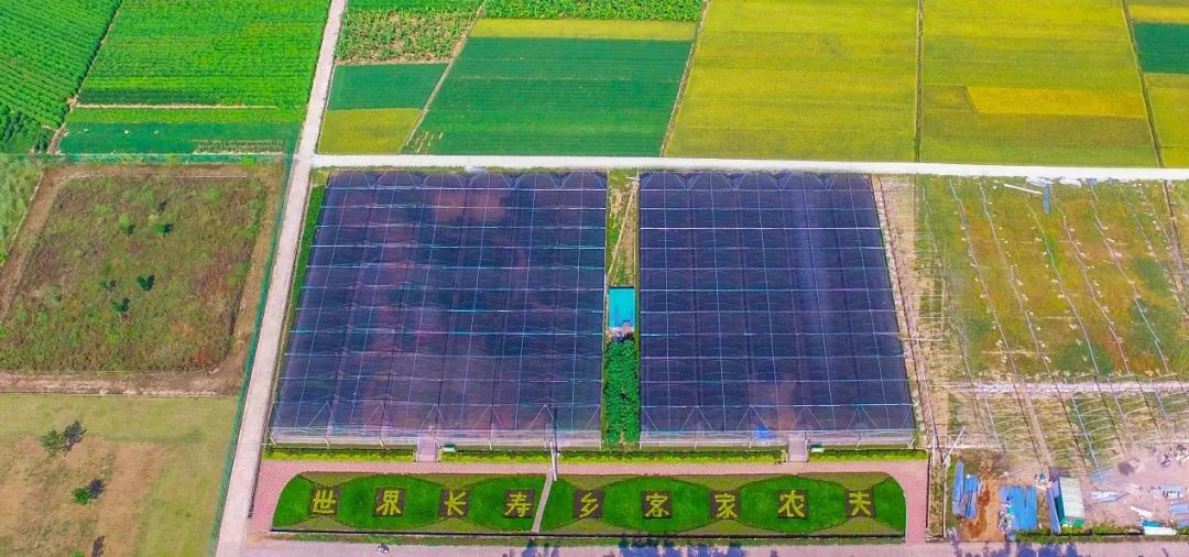 长寿村的秘密原视频,世界长寿乡梅州市蕉岭县