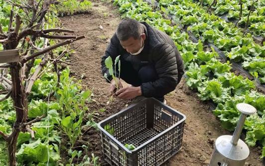 平谷，凭什么金身不破？