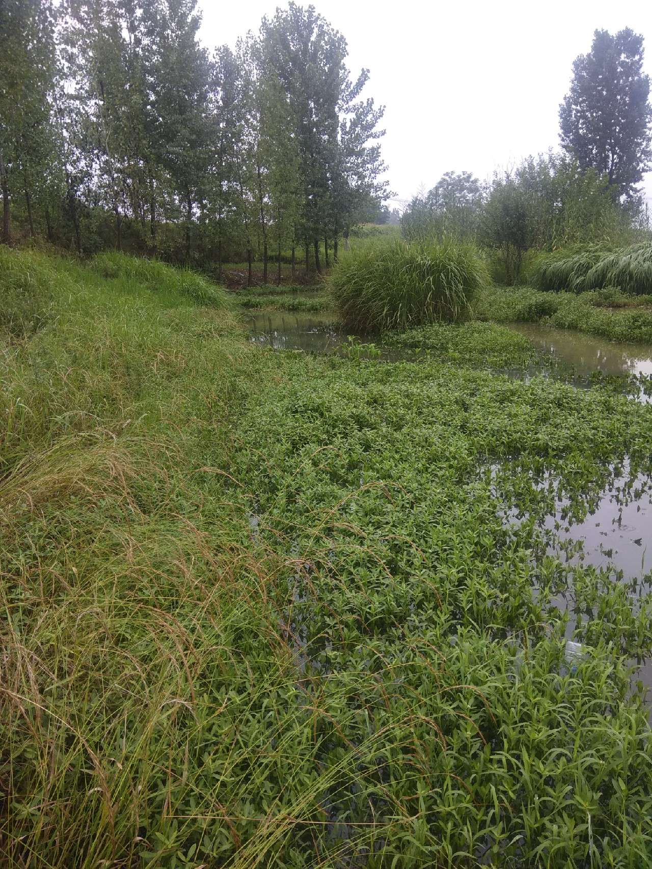 为什么涨水后钓鱼好钓,涨水之后鱼会变多吗