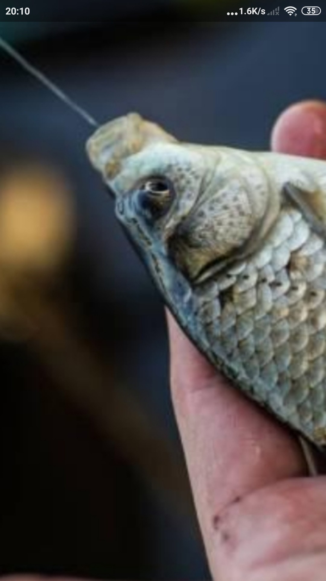 为什么涨水后钓鱼好钓,涨水之后鱼会变多吗