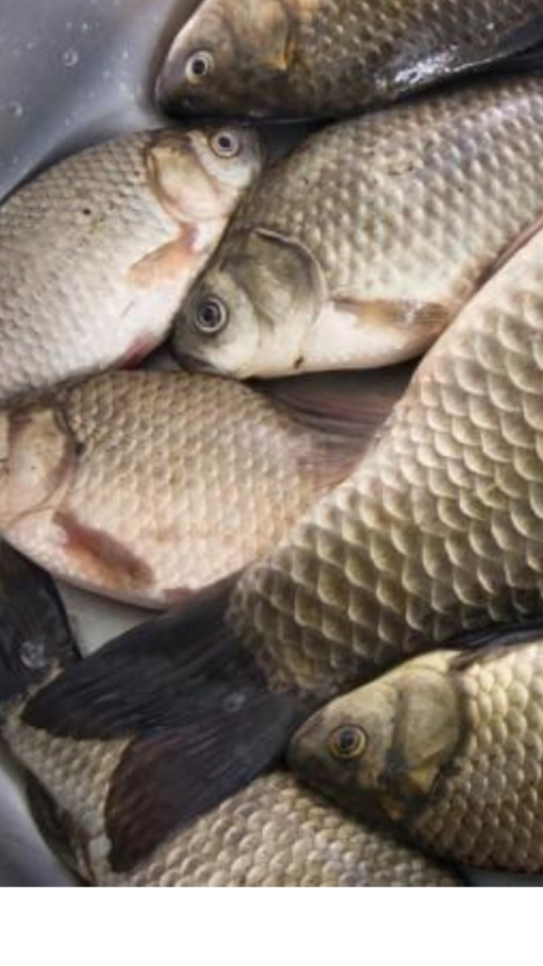 为什么涨水后钓鱼好钓,涨水之后鱼会变多吗