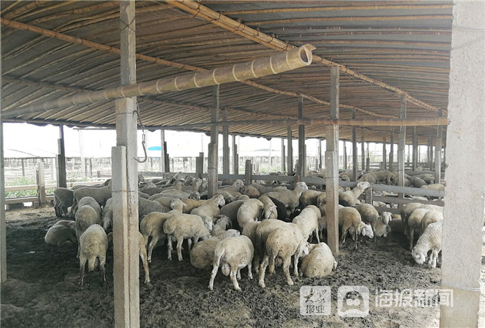 东营市利津县:“盐窝”变“金窝”,传统农业镇的“变形记”