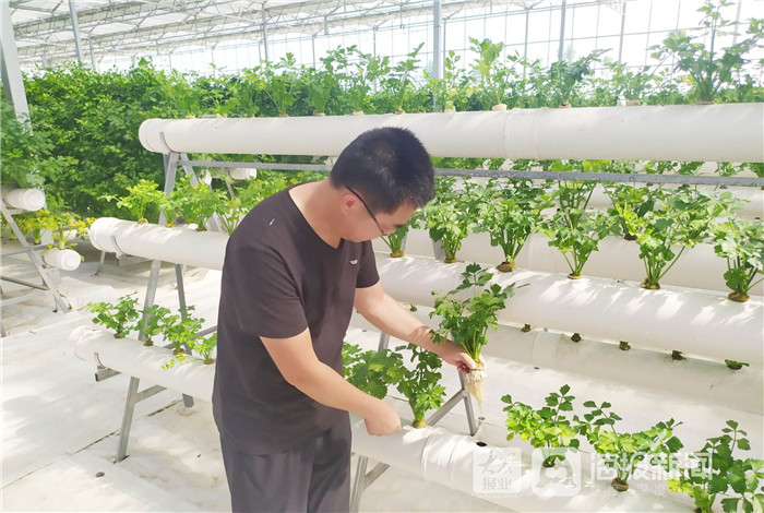 东营市利津县:“盐窝”变“金窝”,传统农业镇的“变形记”