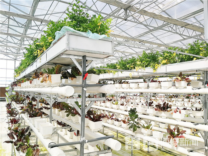 东营市利津县:“盐窝”变“金窝”,传统农业镇的“变形记”