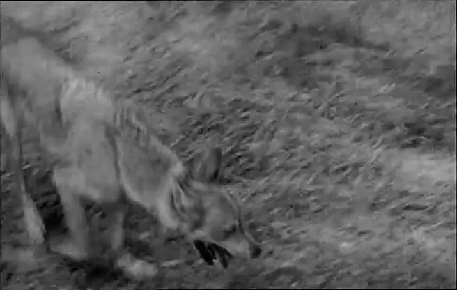 复仇者联盟原地解散,现在复仇者联盟是不是解散