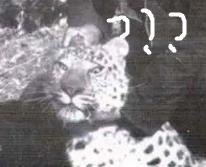 复仇者联盟原地解散,现在复仇者联盟是不是解散