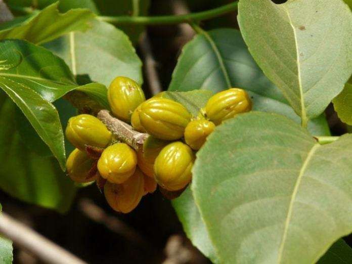 日本减肥小粉丸一盒400粒,日本小粉丸一盒400粒