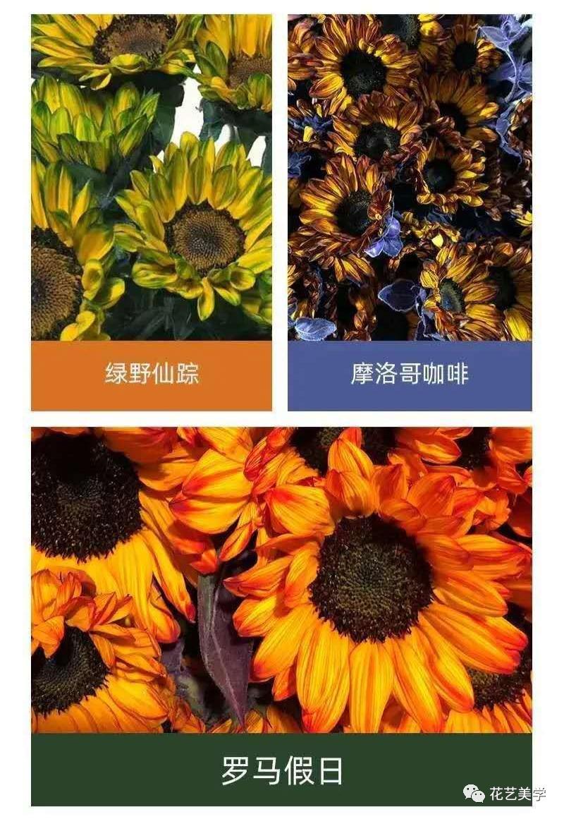 节日丨父亲节，除了向日葵还能送啥花