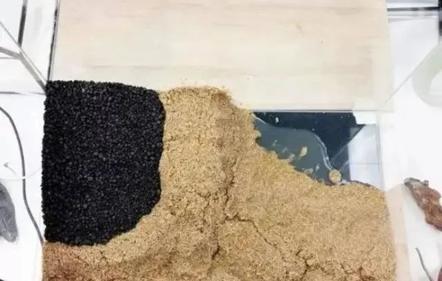 杜鹃根自然风格造景,杜鹃根原始森林造景