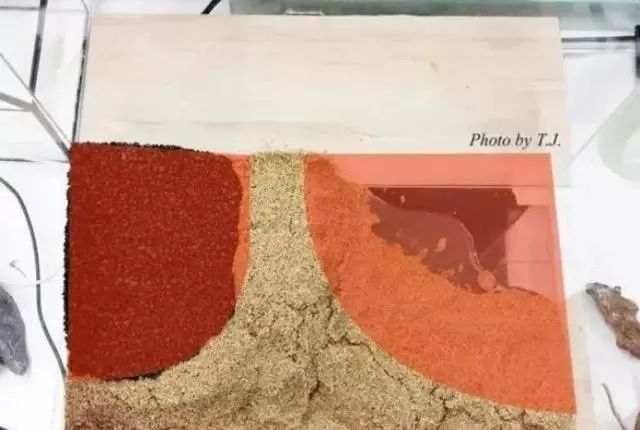 杜鹃根自然风格造景,杜鹃根原始森林造景