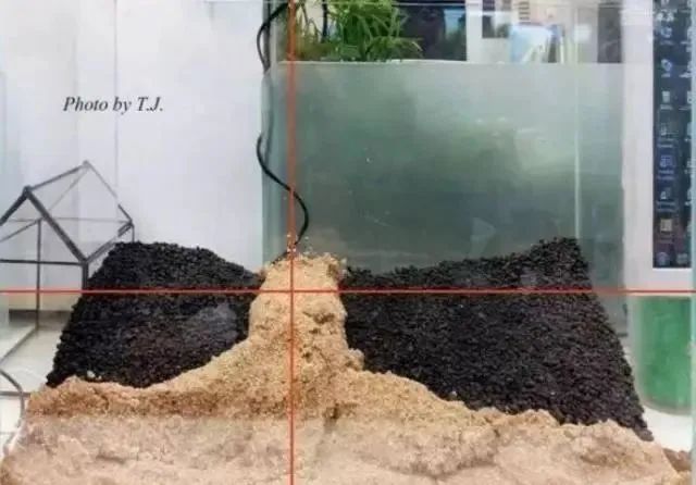 杜鹃根自然风格造景,杜鹃根原始森林造景