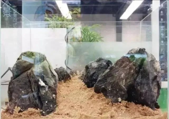 杜鹃根自然风格造景,杜鹃根原始森林造景