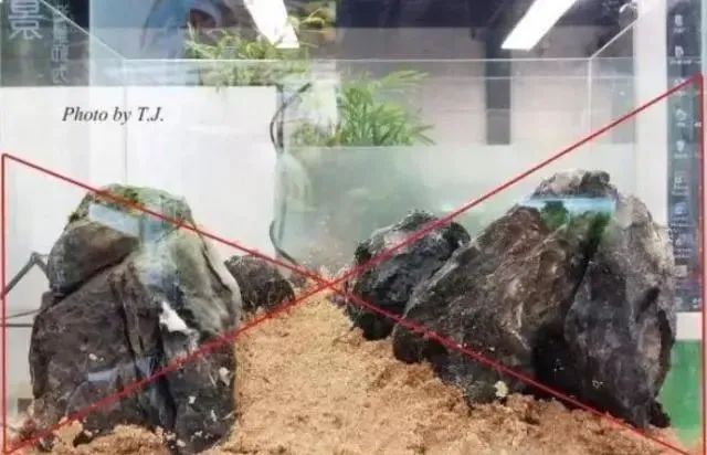 杜鹃根自然风格造景,杜鹃根原始森林造景