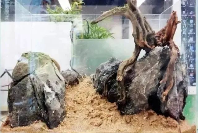 杜鹃根自然风格造景,杜鹃根原始森林造景