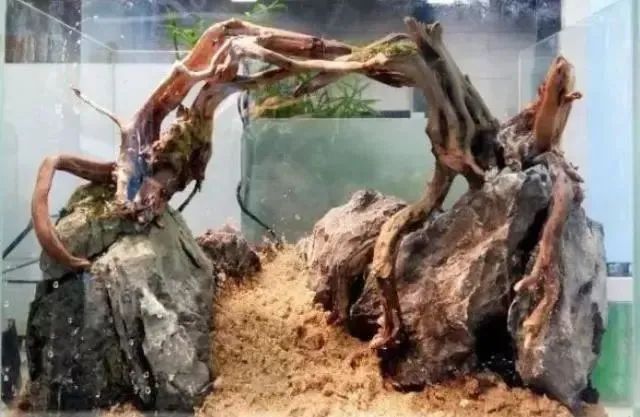 杜鹃根自然风格造景,杜鹃根原始森林造景