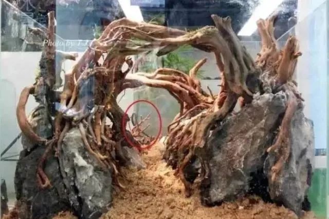 杜鹃根自然风格造景,杜鹃根原始森林造景