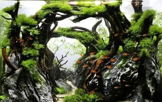 杜鹃根自然风格造景,杜鹃根原始森林造景