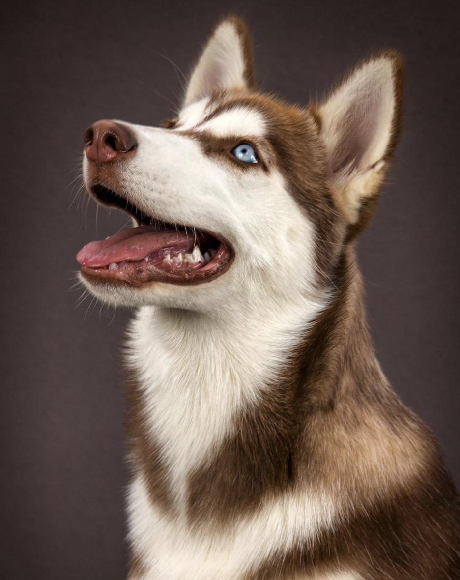 萌犬百科全集,盘点二十种忠爱满世界的萌犬