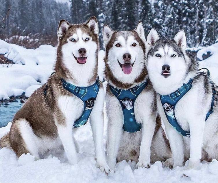 萌犬百科全集,盘点二十种忠爱满世界的萌犬