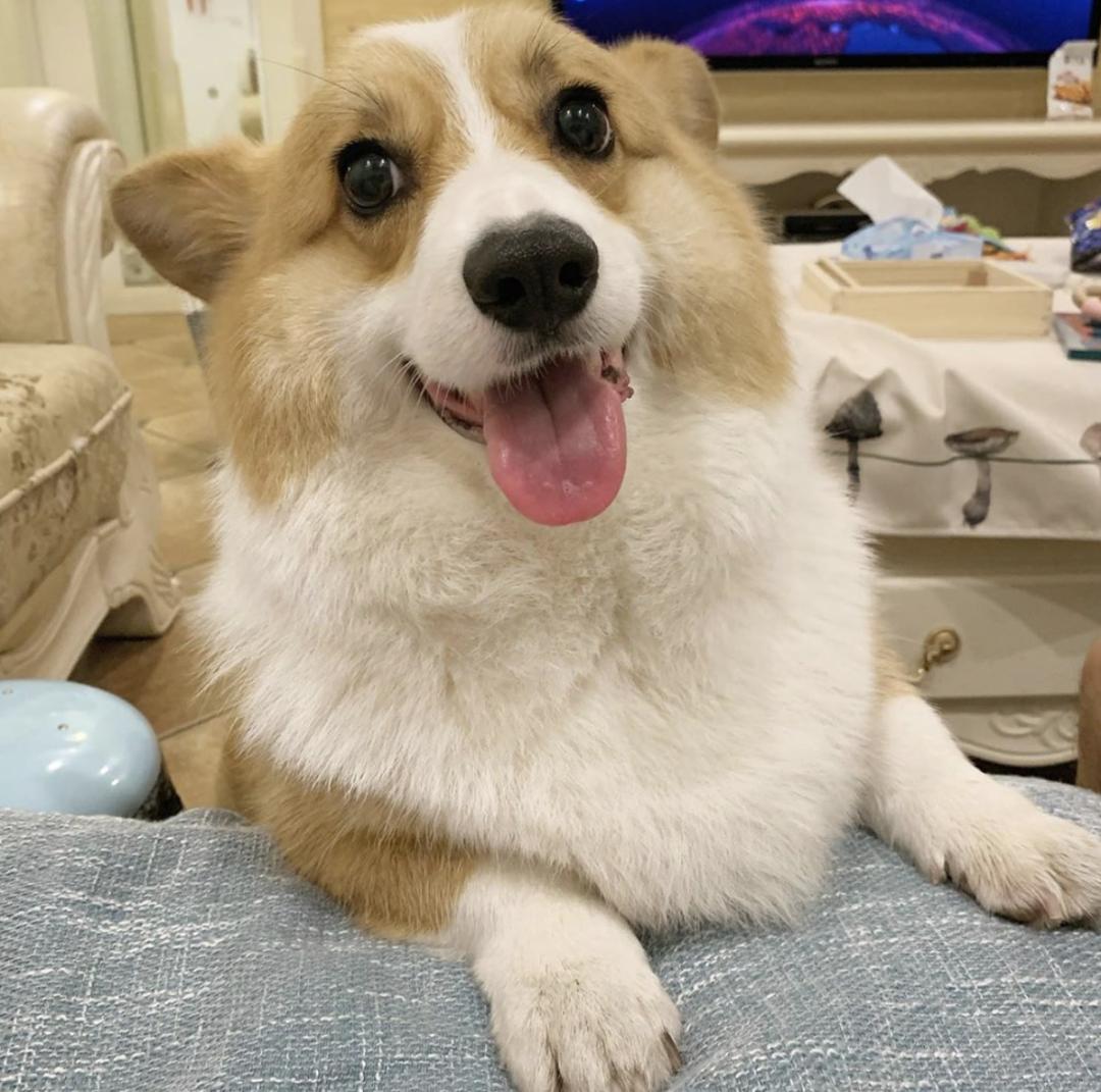 萌犬百科全集,盘点二十种忠爱满世界的萌犬