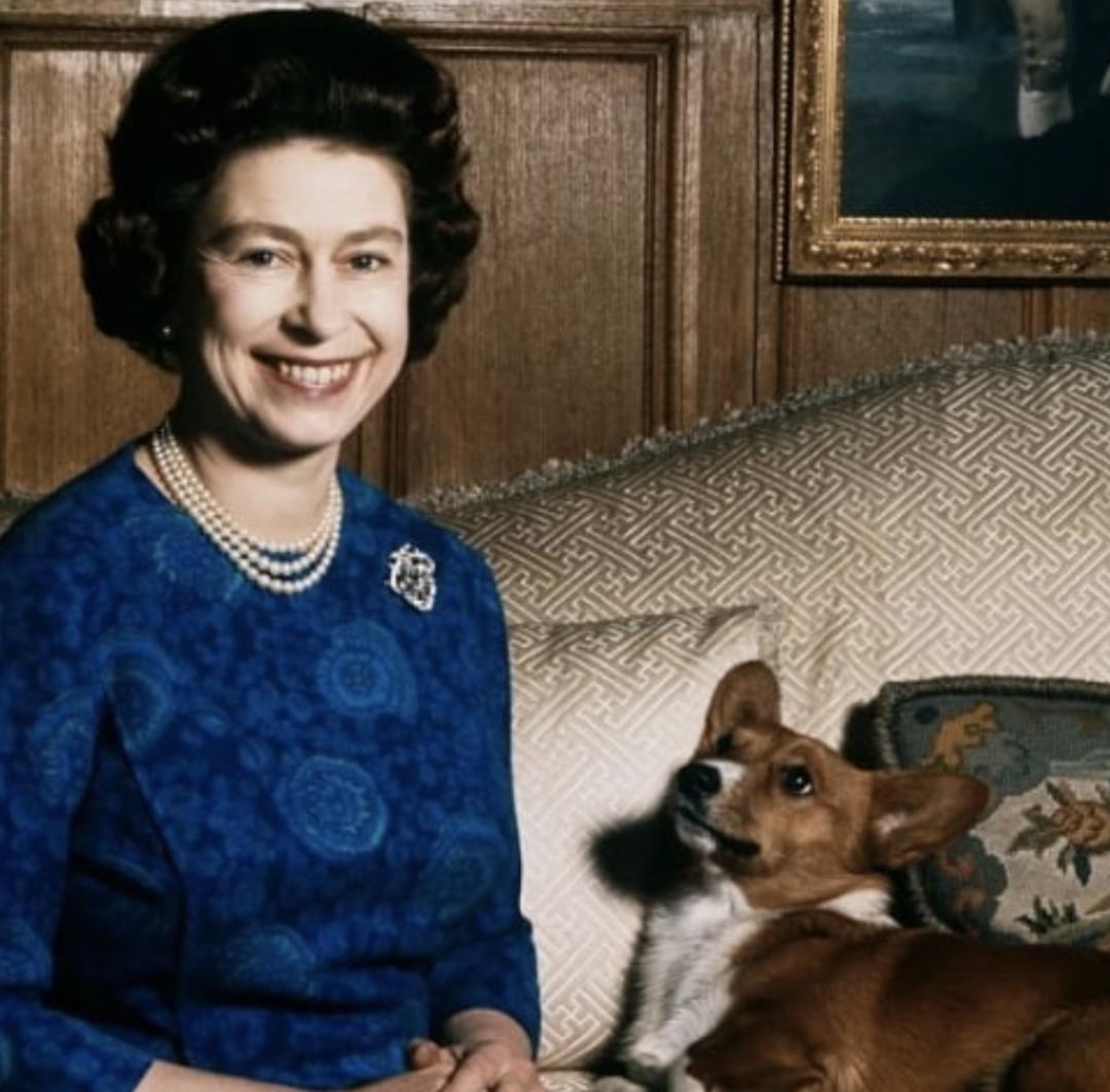 萌犬百科全集,盘点二十种忠爱满世界的萌犬