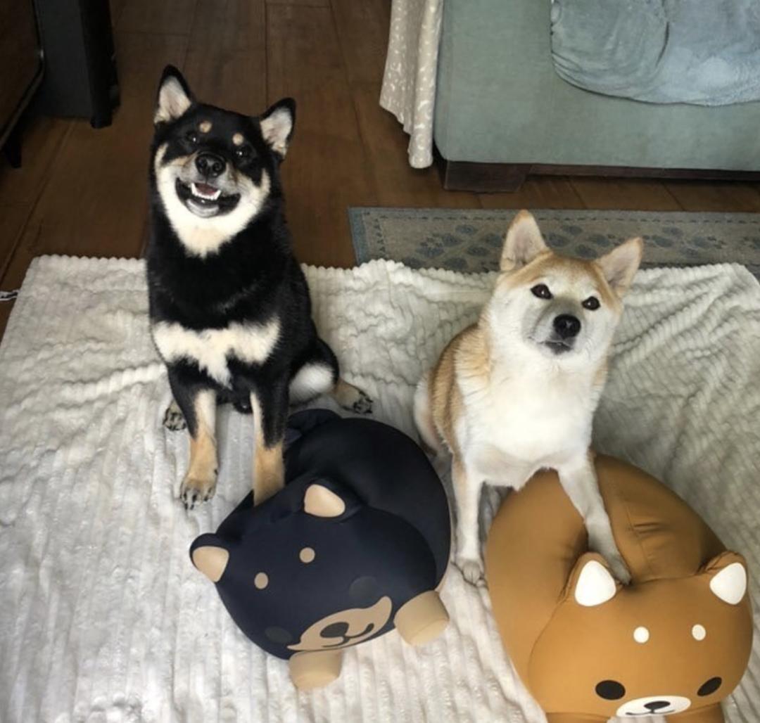 萌犬百科全集,盘点二十种忠爱满世界的萌犬