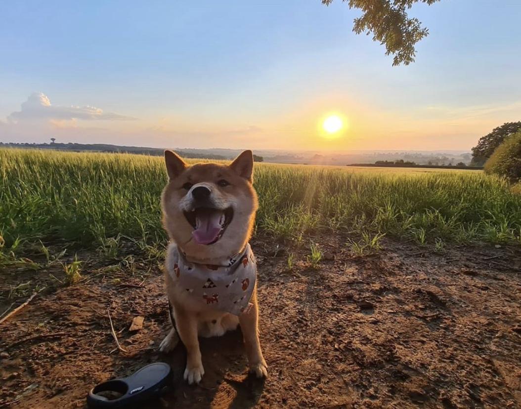 萌犬百科全集,盘点二十种忠爱满世界的萌犬