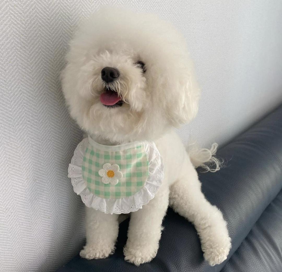 萌犬百科全集,盘点二十种忠爱满世界的萌犬