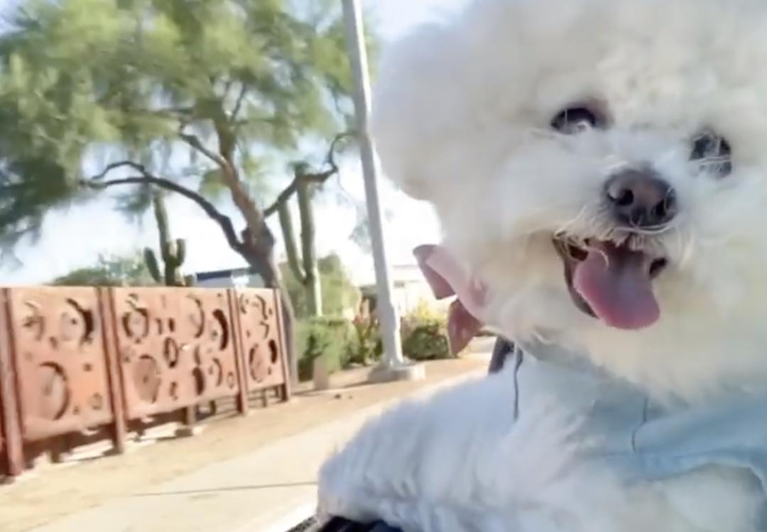 萌犬百科全集,盘点二十种忠爱满世界的萌犬