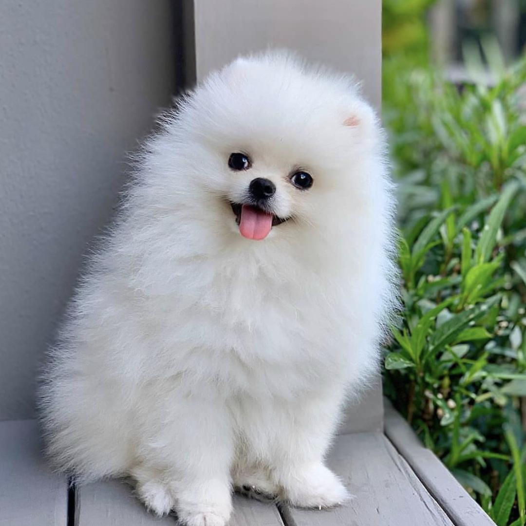 萌犬百科全集,盘点二十种忠爱满世界的萌犬