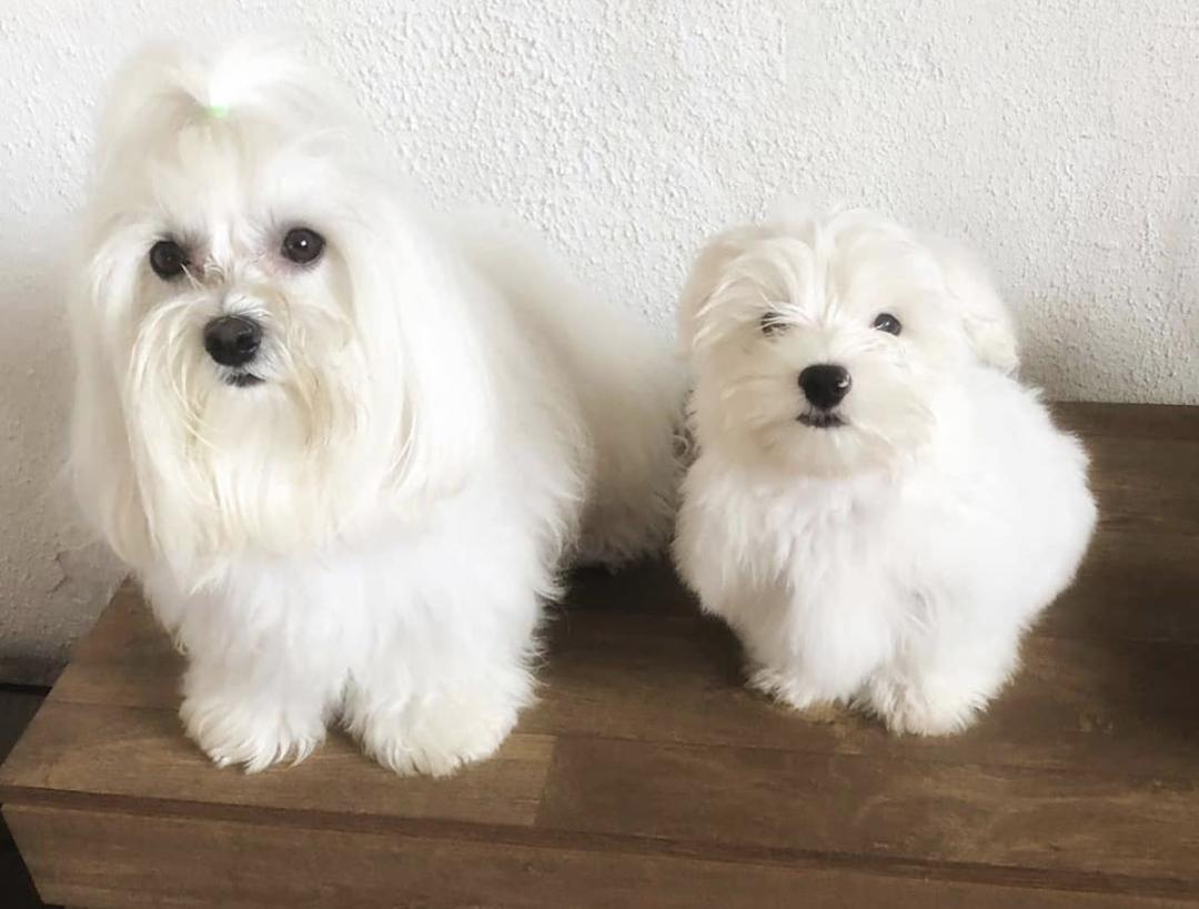 萌犬百科全集,盘点二十种忠爱满世界的萌犬