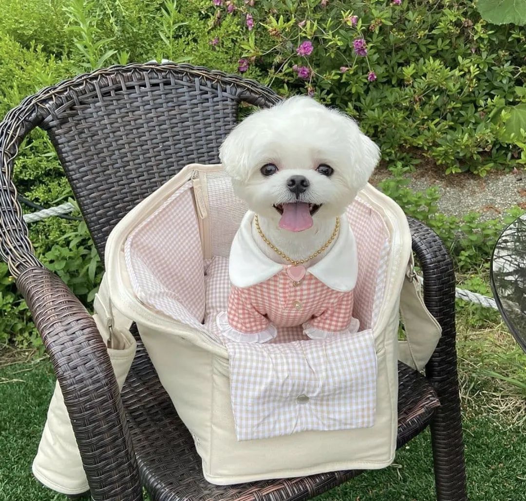 萌犬百科全集,盘点二十种忠爱满世界的萌犬