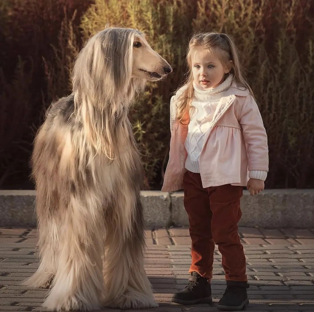 萌犬百科全集,盘点二十种忠爱满世界的萌犬
