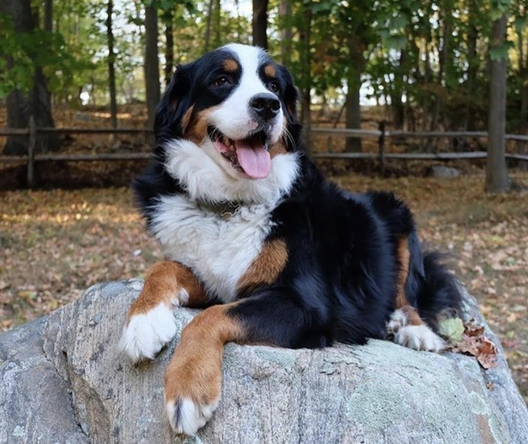 萌犬百科全集,盘点二十种忠爱满世界的萌犬