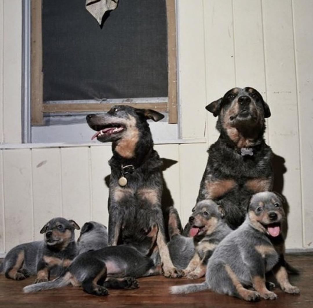 萌犬百科全集,盘点二十种忠爱满世界的萌犬