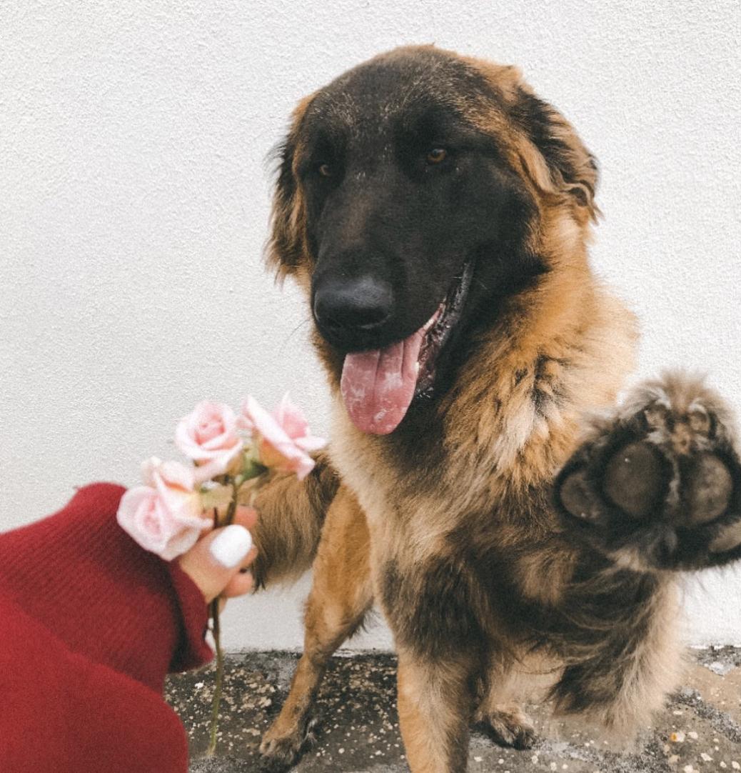 萌犬百科全集,盘点二十种忠爱满世界的萌犬