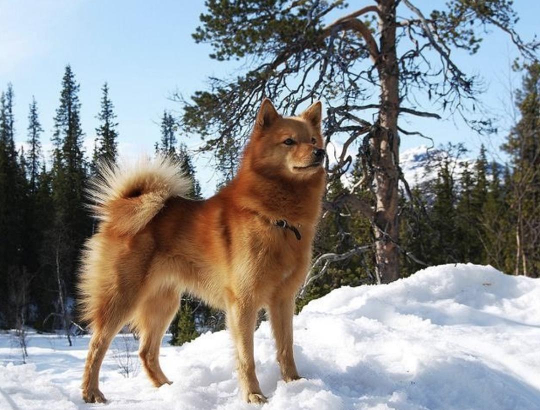 萌犬百科全集,盘点二十种忠爱满世界的萌犬