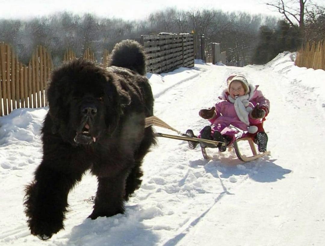 萌犬百科全集,盘点二十种忠爱满世界的萌犬