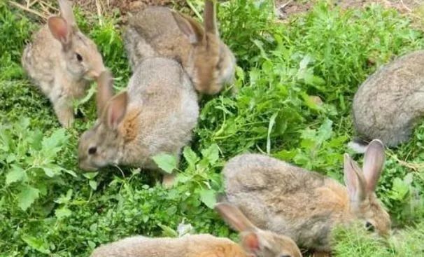 当今农村养殖什么最赚钱最好养,农村养殖业什么项目比较稳回本快