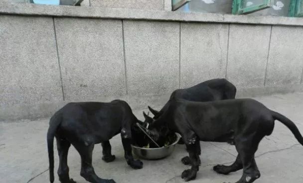 当今农村养殖什么最赚钱最好养,农村养殖业什么项目比较稳回本快