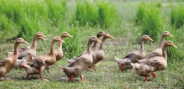 畜禽污粪处理方法有哪些,青铜峡市畜禽粪污资源化处理项目