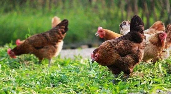 畜禽污粪处理方法有哪些,青铜峡市畜禽粪污资源化处理项目