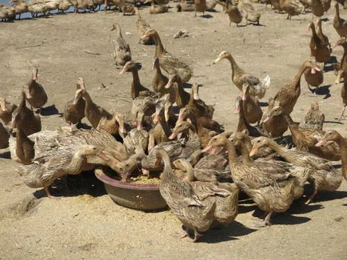 畜禽污粪处理方法有哪些,青铜峡市畜禽粪污资源化处理项目