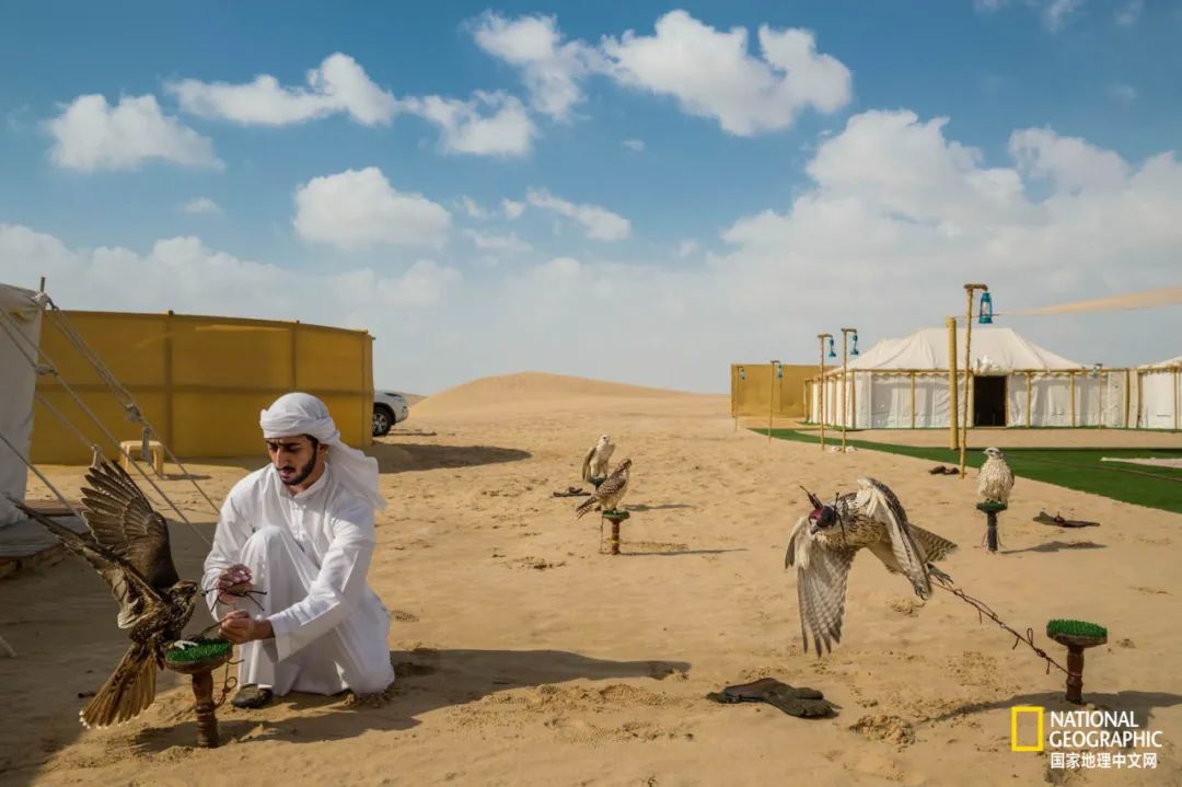 迪拜酋长养的动物,迪拜酋长养的土豪鸟