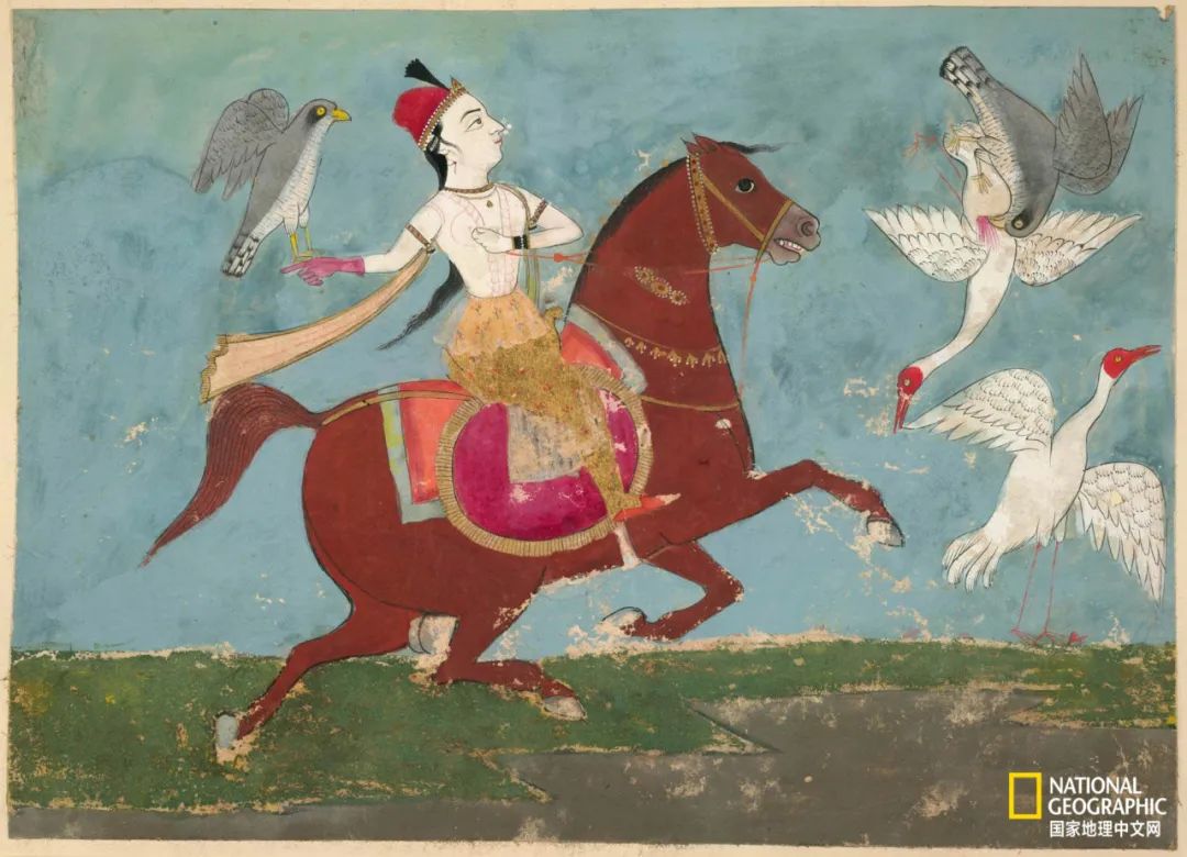 迪拜酋长养的动物,迪拜酋长养的土豪鸟