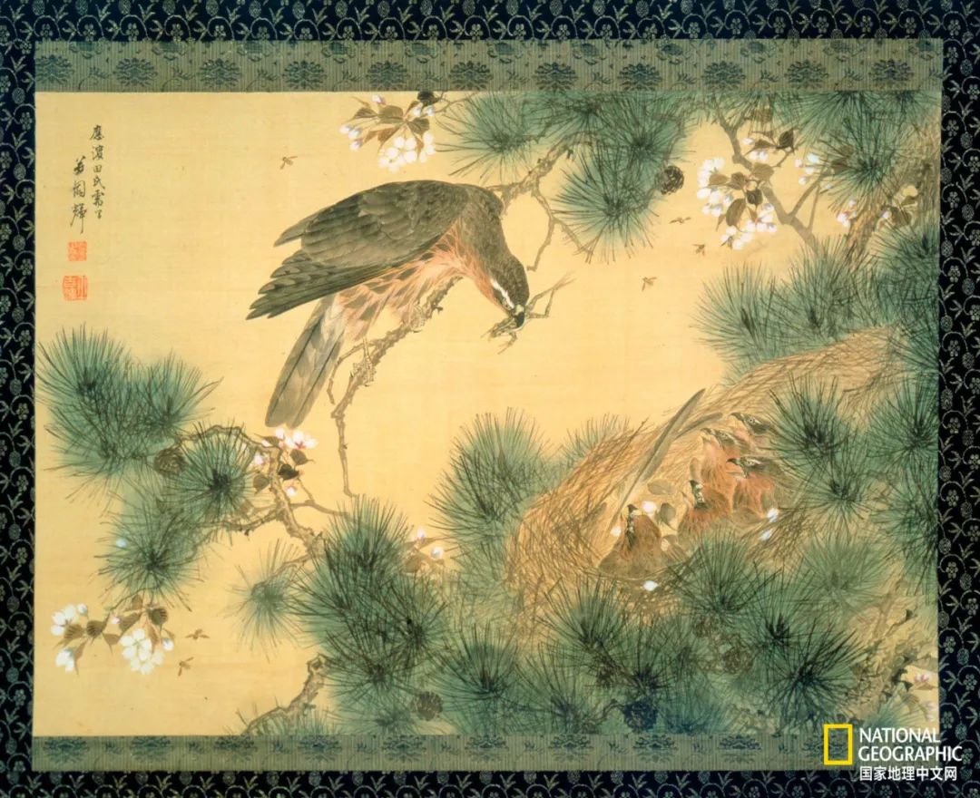 迪拜酋长养的动物,迪拜酋长养的土豪鸟