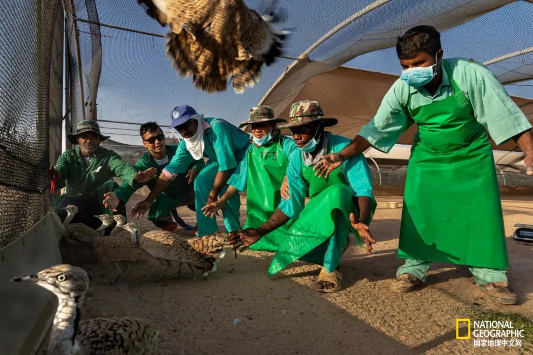迪拜酋长养的动物,迪拜酋长养的土豪鸟
