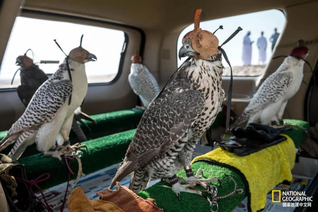 迪拜酋长养的动物,迪拜酋长养的土豪鸟